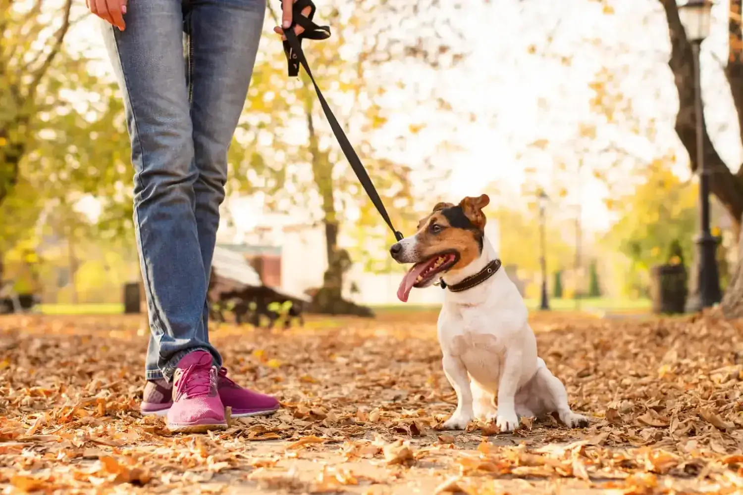 Merkezefendi Köpek Gezdirme İçin Teklif Al | Uzmanlardan En Uygun Fiyatlar | Hemenhallederim